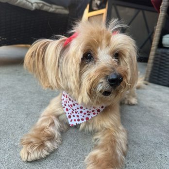Sparkle & Shine Pet Grooming - Just look at this cute little lady! Thank you sparkle and shine for always leaving my babies looking so cuteeee - Pet Groomers Near Me - Shadow Hills, California Sparkle & Shine Pet Grooming - Just look at this cute little lady! Thank you sparkle and shine for always leaving my babies looking so cuteeee - Pet Groomers Near Me - Shadow Hills, California
