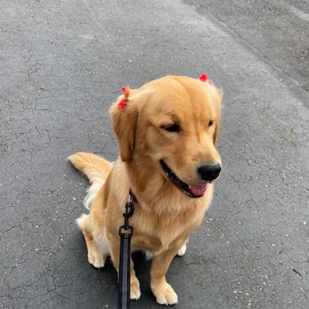 Puppy Momo's Mobile Grooming - undefined - Pet Groomers Near Me