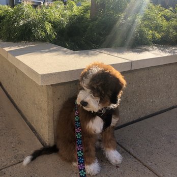 HC Bernedoodles - Pet Breeders Near Me - Trenton, Missouri HC Bernedoodles - Pet Breeders Near Me - Trenton, Missouri