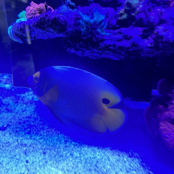 Kona Reef - Local Fish Stores Near Me - Phoenix, Arizona
