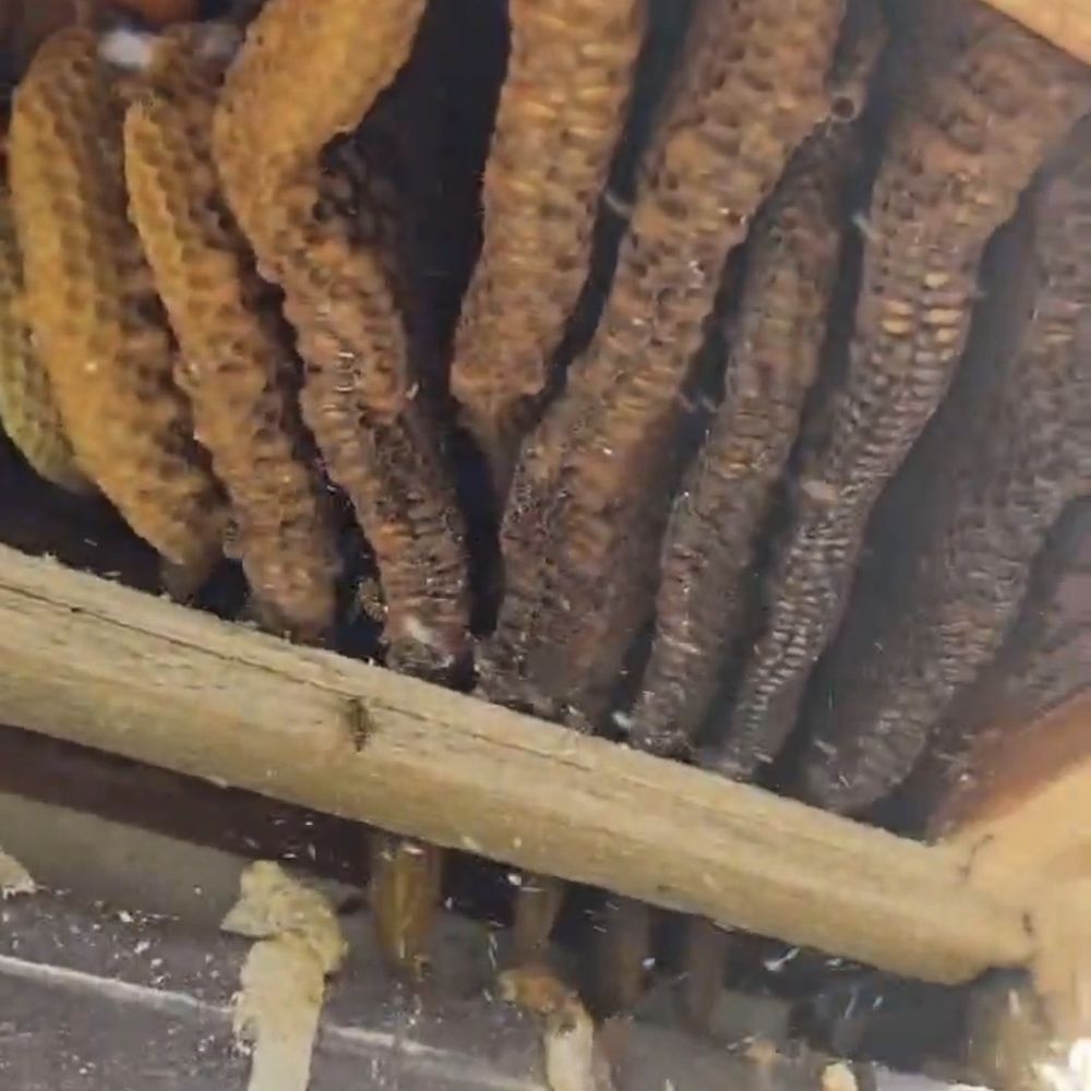 Mr. Bee Removal - Pest Control Near Me - Keller, Texas Mr. Bee Removal - Pest Control Near Me - Keller, Texas