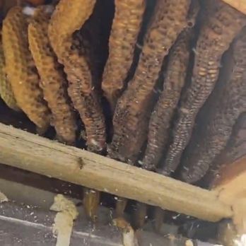 Mr. Bee Removal - Pest Control Near Me - Keller, Texas