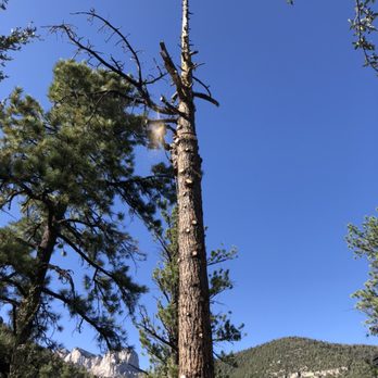 Action Tree Care - Pine tree removal - Tree Services Near Me Action Tree Care - Pine tree removal - Tree Services Near Me