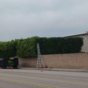 Big Mike & Sons' Tree Service - Fencelinning city sidewalks - Tree Services Near Me - Costa Mesa, California Big Mike & Sons' Tree Service - Fencelinning city sidewalks - Tree Services Near Me - Costa Mesa, California