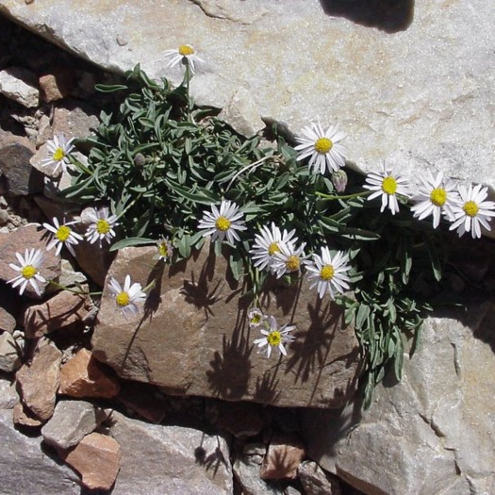 Great Basin National Park - Parks Near Me - Baker, Nevada