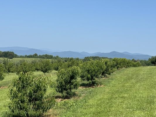 Chattooga Belle Farm by null