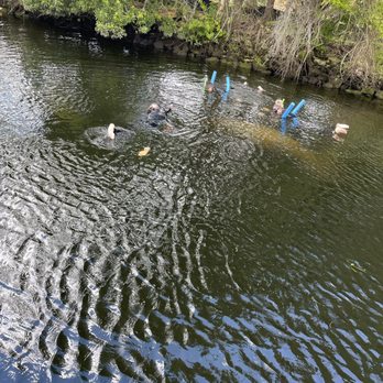 Fun 2 Dive Manatee Tours - Our manatee - Snorkeling Near Me - Crystal River, Florida