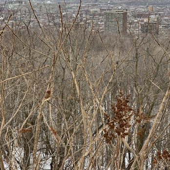 Parc du Mont-Royal - Naturalness~~~In Montréal - Parks Near Me - Montreal, Quebec
