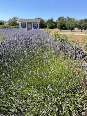 Saucelito Canyon Tasting Room by null