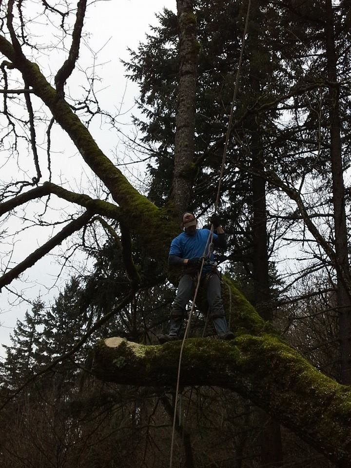 COLUMBIA CLIMBERS TREE SERVICE Updated August 2024 24 Photos 1103