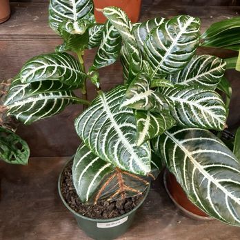 Plantlush - Nurseries & Gardening Near Me - San Jose, California Plantlush - Nurseries & Gardening Near Me - San Jose, California