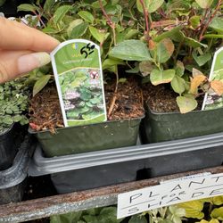 Left Field Garden Supply