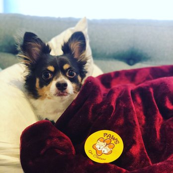 Paws on Chicon - Pet Stores Near Me - Austin, Texas