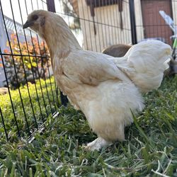 Chickens looking to run around in my backyard for my daughter's birthday party.