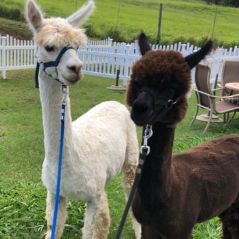 Maui Alpaca - Our young stud muffins.
Shinanigans and Kona - Attraction Farms Near Me - Makawao, Hawaii Maui Alpaca - Our young stud muffins.
Shinanigans and Kona - Attraction Farms Near Me - Makawao, Hawaii