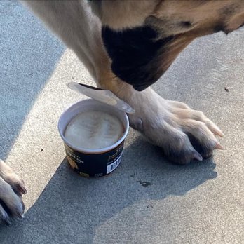 Style Mutt - Ursula (ursula.gsd on Insta!) eats her delicious frozen yogurt treat from the nice ladies who did her nails today. - Pet Stores Near Me - Cleveland, Ohio
