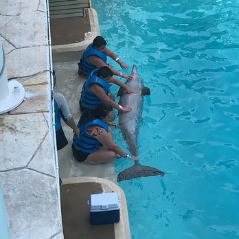 Dolphinaris - Arts & Entertainment Near Me - Cancún, ROO