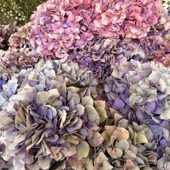Bernardus Lodge & Spa - Beautiful hydrangeas in the lobby. - Hotels Near Me - Carmel Valley, California