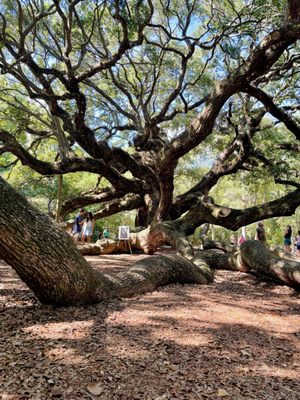 Angel Oak Tree by null