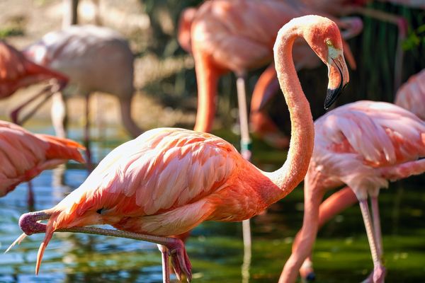 Safari West by null