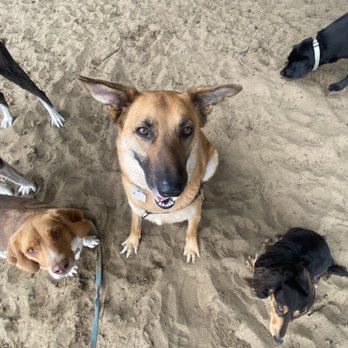 Coastside Paws - Well behaved and waiting for cookies - Dog Walkers Near Me