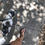 Photo of Bennie and the Pets