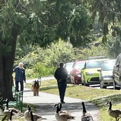 Blue Heron Lake - Stow Lake - Golden Gate Park, May 2026