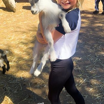 SoCalMiniPigs - Our daughter Lily has us almost convinced to go back and bring this precious baby home... SO SWEET! - Pet Breeders Near Me - Valley Center, California