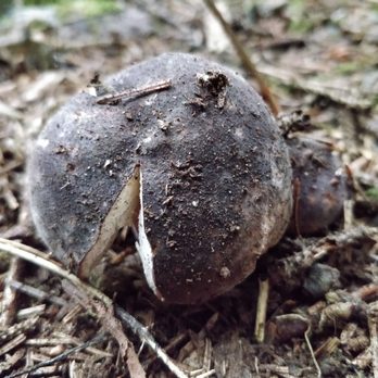 Shi Shi Beach - Mushroom - Parks Near Me - Neah Bay, Washington