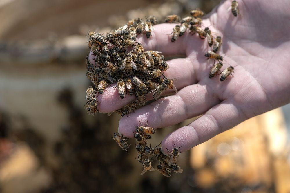 Rockwall Honey Bee Company - beekeeping in Rockwall, TX