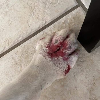 Critter Care - Staples in his paw. Immediately after getting home. - Veterinarians Near Me - Panama City, Florida Critter Care - Staples in his paw. Immediately after getting home. - Veterinarians Near Me - Panama City, Florida