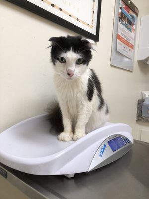 affordable care animal hospital