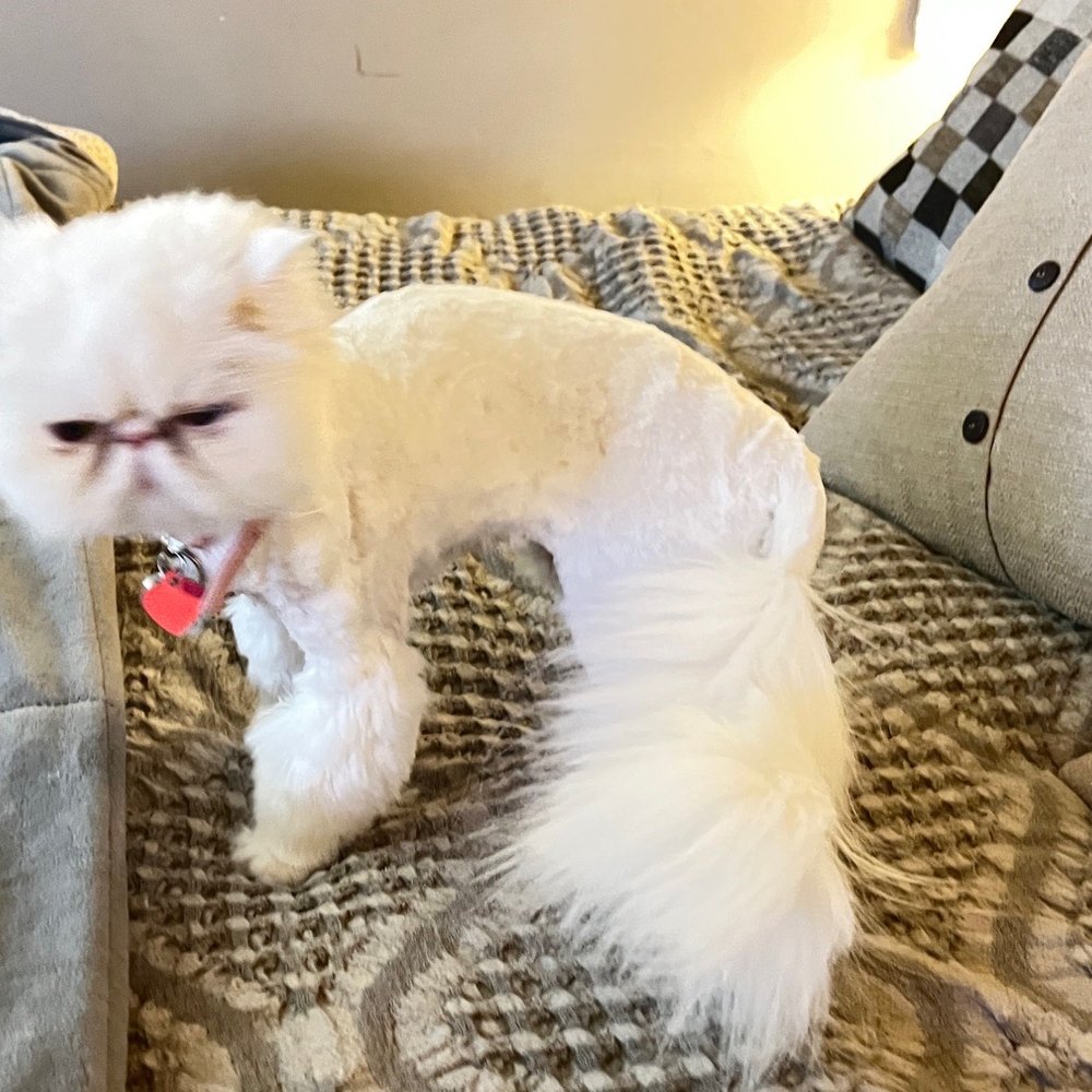 PetSmart - Shaved Little Bug - Pet Training Near Me - American Fork, Utah