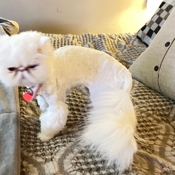 PetSmart - Shaved Little Bug - Pet Training Near Me - American Fork, Utah