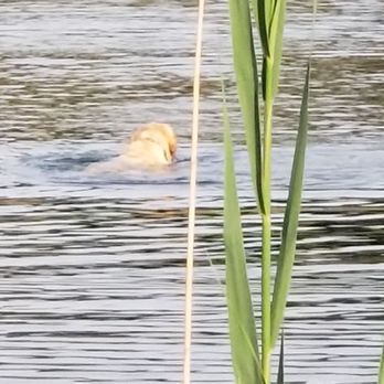 Seven Lakes State Park - loved seeing a dog swimming in the pond - Parks Near Me - Holly, Michigan Seven Lakes State Park - loved seeing a dog swimming in the pond - Parks Near Me - Holly, Michigan