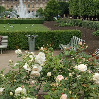 Les Jardins du Palais Royal - Palais Royale park is a secret hideaway where there's always an empty bench among the roses, under the shady rows of trees or fountain. - Parks Near Me - Paris, 75 Les Jardins du Palais Royal - Palais Royale park is a secret hideaway where there's always an empty bench among the roses, under the shady rows of trees or fountain. - Parks Near Me - Paris, 75