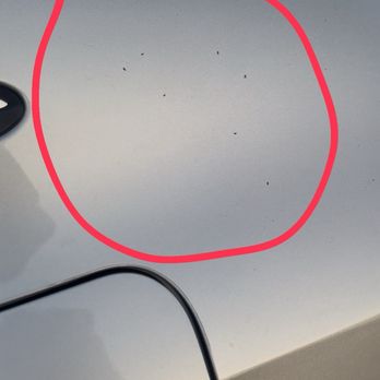 Cubbage Collision - Ants on my car - Body Shops Near Me - Houston, Texas Cubbage Collision - Ants on my car - Body Shops Near Me - Houston, Texas