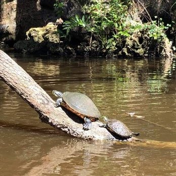 Estero River Outfitters - Nature - Rafting/Kayaking Near Me - Estero, Florida