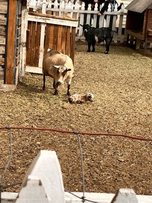 Riley's Farm by null