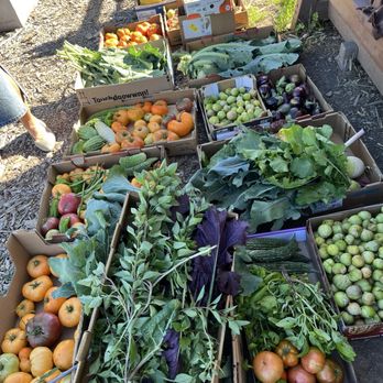Fertile Ground Works - Our harvest! - Community Service/Non-Profit Near Me - Livermore, California