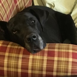 Great Dane Levi on his favorite couch