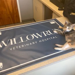 Exam room & my kitty