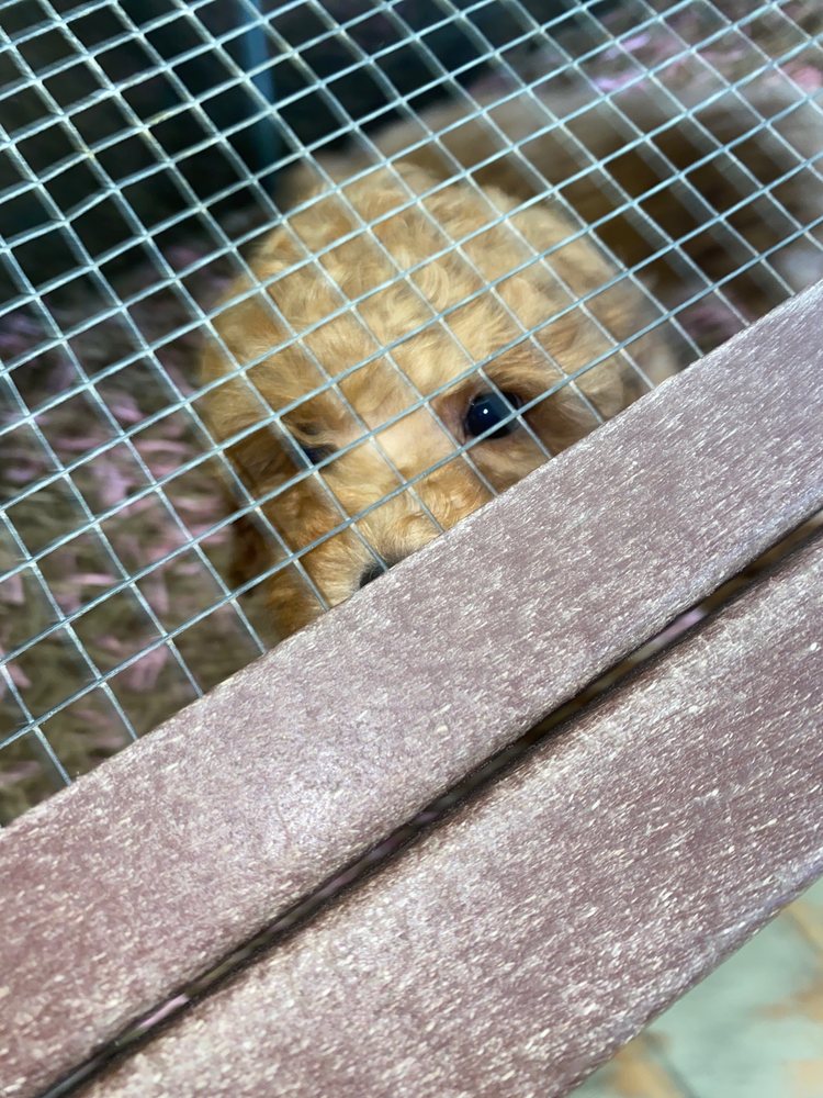 HENDERSONVILLE PET SHOP Updated June 2024 38 Photos 1400