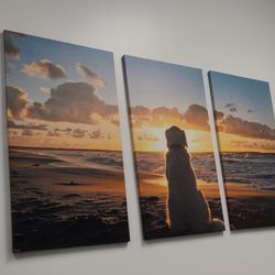 Petmedic Urgent Care Vet Clinic - Inside, comforting picture.