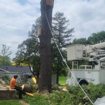 LT Tree Service - Tree Services Near Me LT Tree Service - Tree Services Near Me