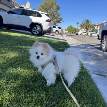 Pawsh Palace - His before (they seem to have just tidied him up) - Pet Boarding Near Me - Las Vegas, Nevada