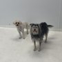 Photo of Paws In Chelsea