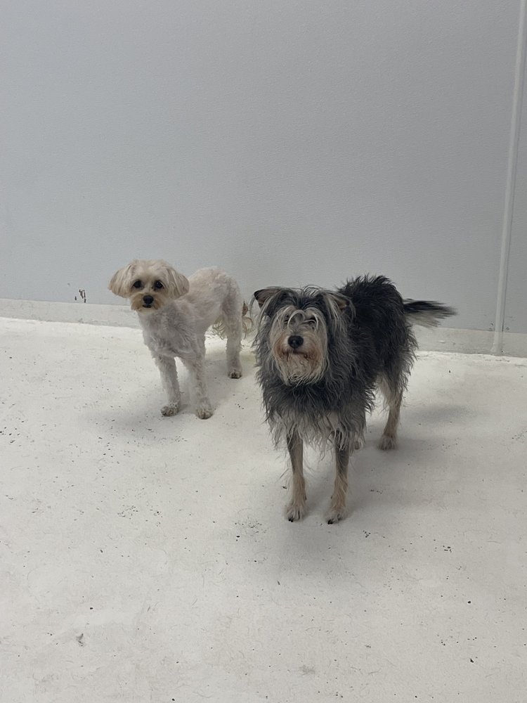 Paws In Chelsea - pet boarding facility in New York, NY