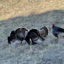 Red Rock Amphitheater Visitor Center - Wild turkeys!