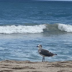 Riviera Beach - Seagull, beach